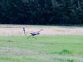 Alaska Wildlife-43